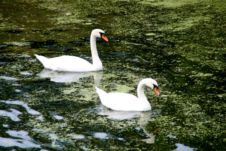 Windmill nature water