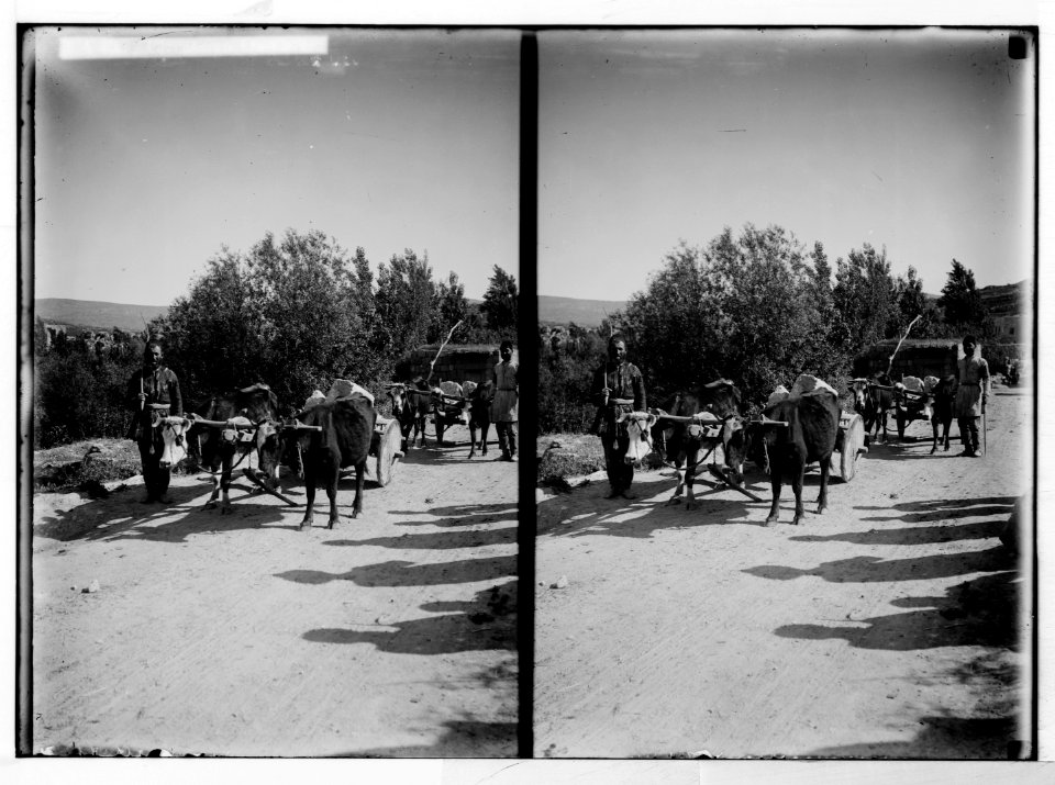 East of the Jordan and Dead Sea. Circassian ox-carts LOC matpc.05355