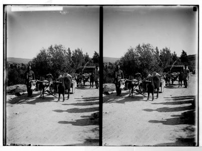 East of the Jordan and Dead Sea. Circassian ox-carts LOC matpc.05355