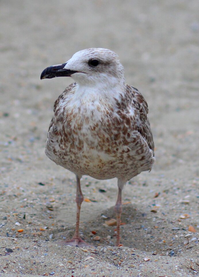 Birds rest sand