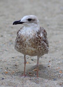 Birds rest sand