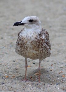 Birds rest sand photo