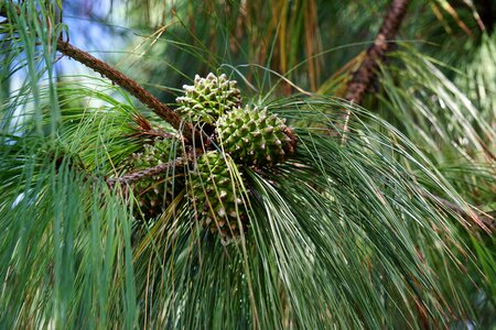 Tree fruit forest