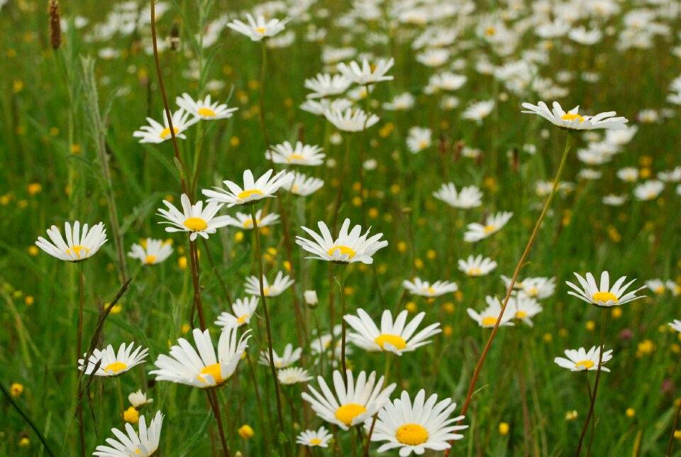 Margaret wild spring wild flower