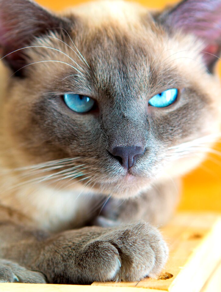 Cat looking for young