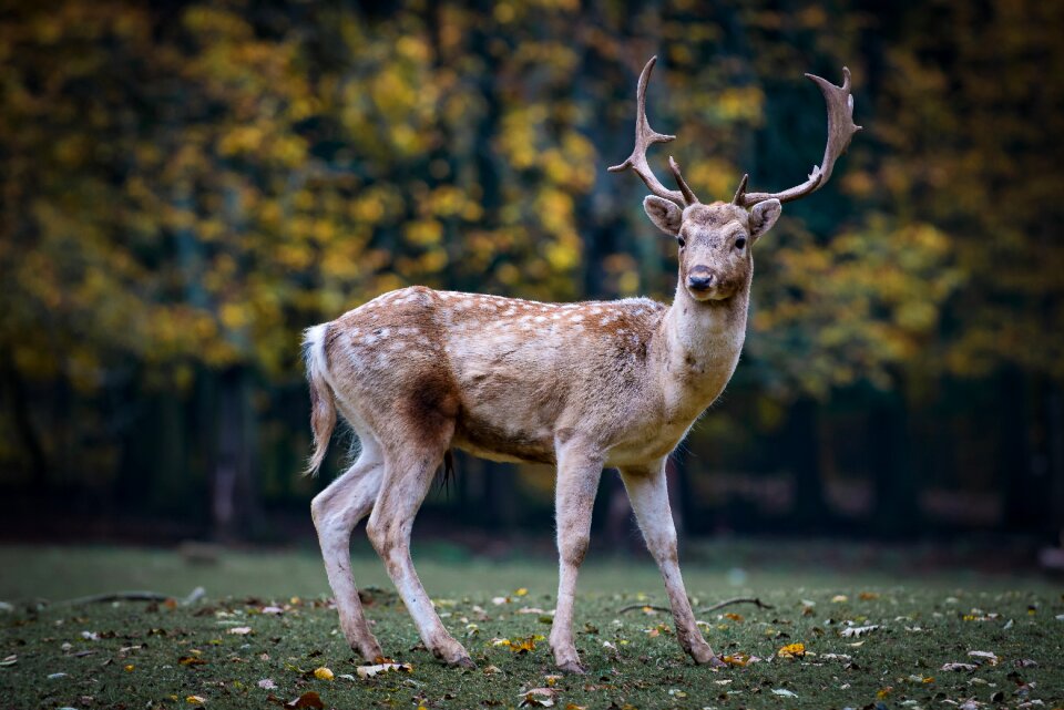 Fallow deer scheu hirsch