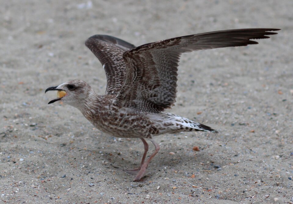 Wings birds sand
