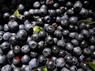 Blue berry blueberry
