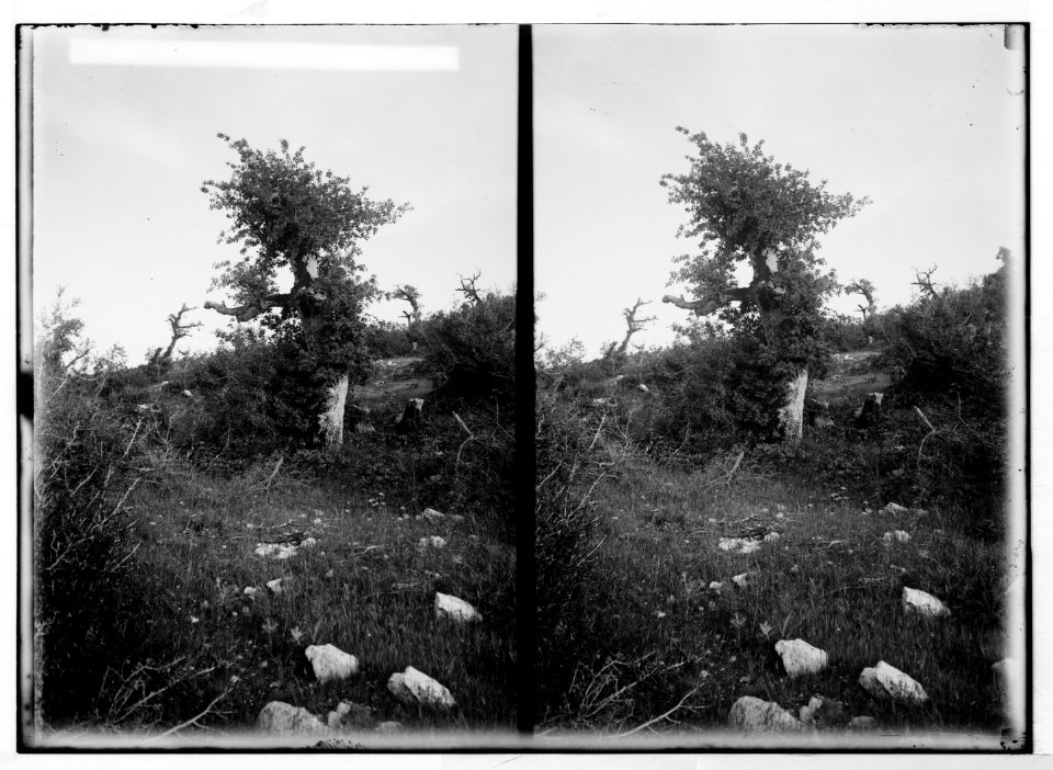 East of the Jordan and Dead Sea. Typical oak-tree in forest, Ajlun LOC matpc.05356