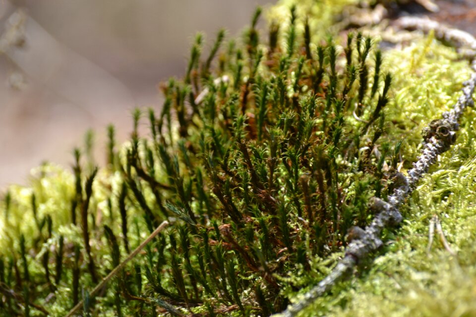 Grass growth moss