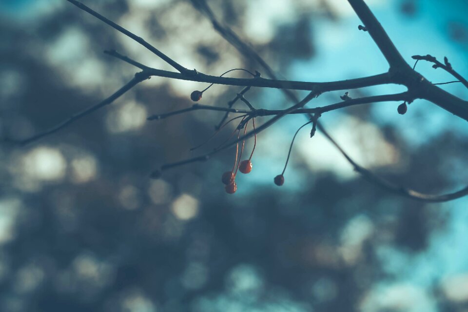 Outdoors tree branch