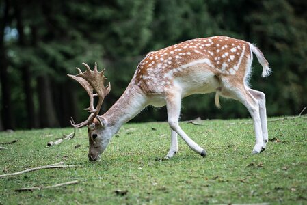 Forest fallow deer scheu photo