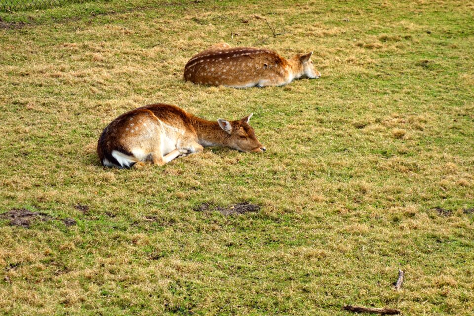 Animal young animal mammal