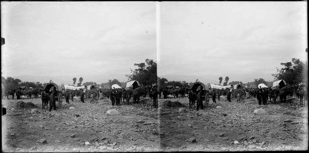 Gent , cavalls i tartanes per la fira de Sant Isidre als afores de Cardedeu (AFCEC BORDAS D 4093)