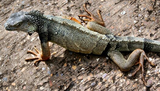 Reptile zoo animal