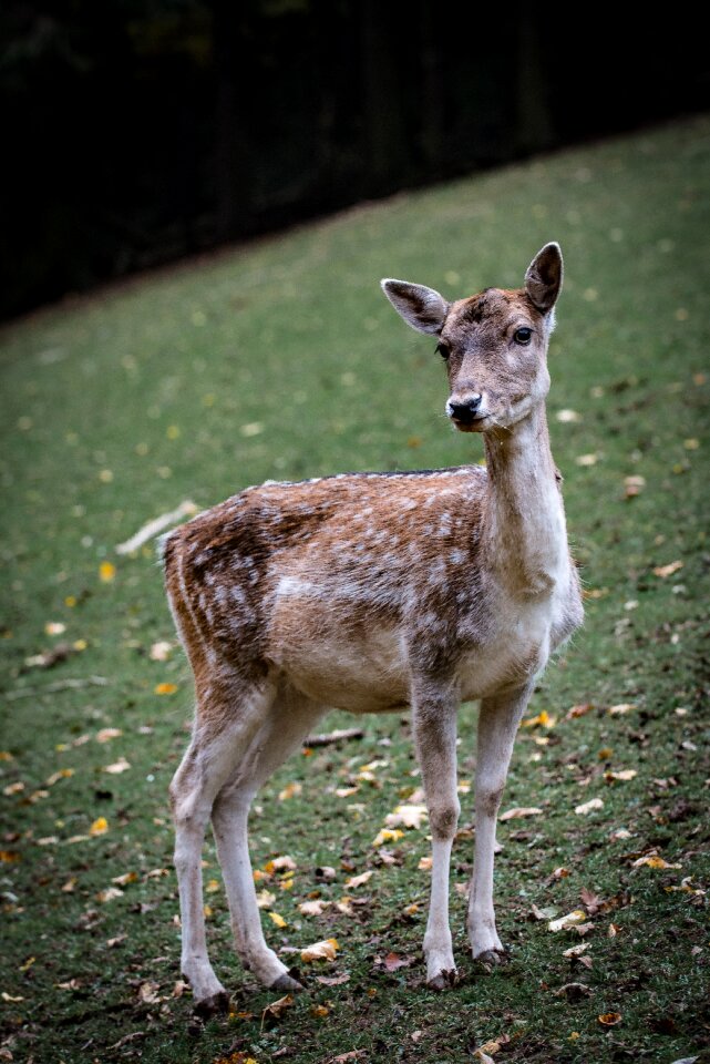 Forest fallow deer scheu