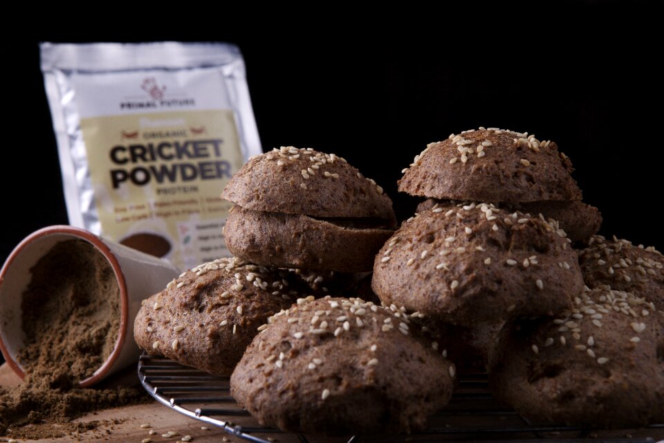 Insect protein cricket powder