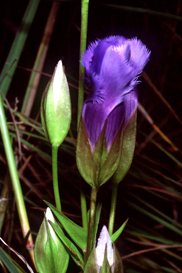 Gentianopsis crinita NRCS-1