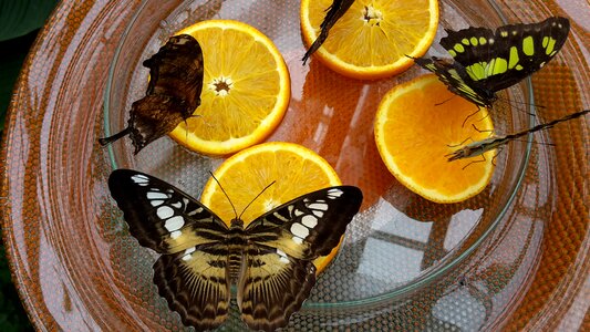 Insect butterfly house mainau nature