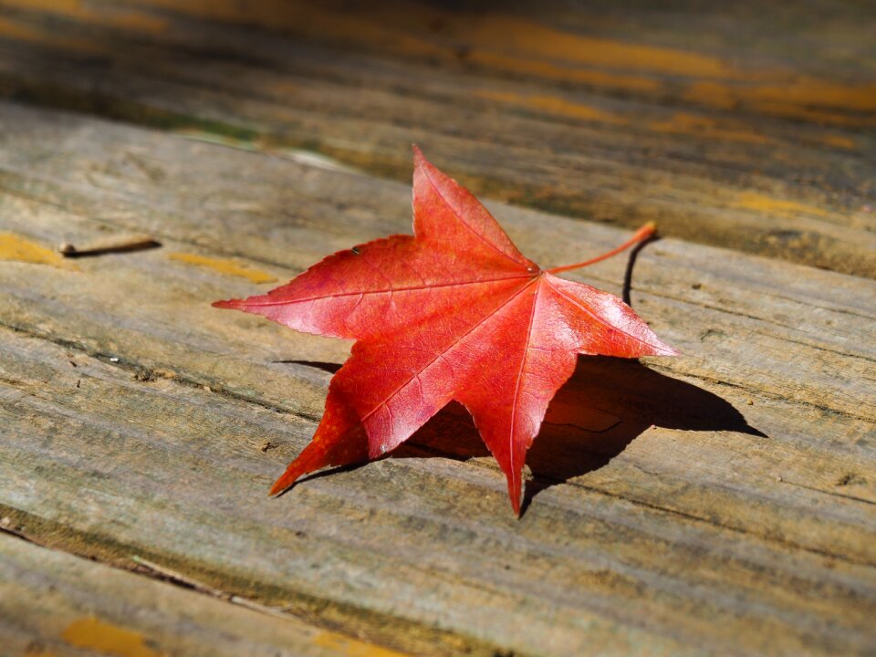 Taiwan wuling farm maple leaf