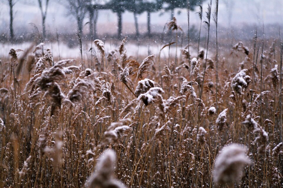 Outdoors grass winter