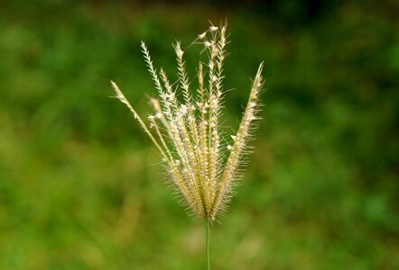 Natural cotton grass green