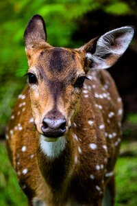Forest mammal cute