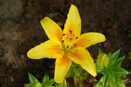 Lily ornamental plants blooming flowers photo