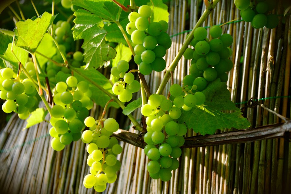 Fruit grapevine vine