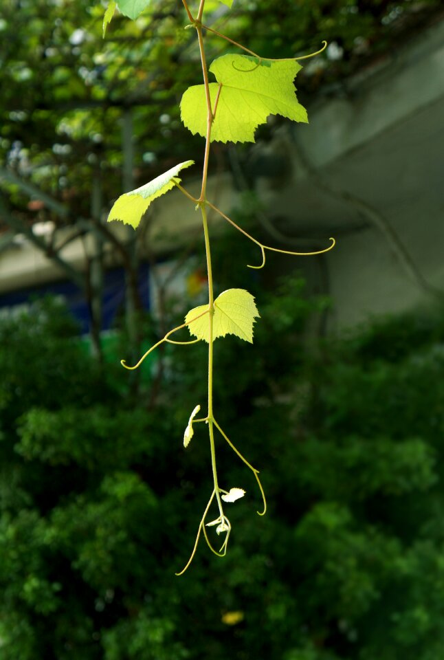Grape leaves green bud