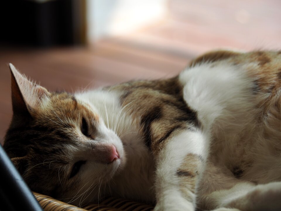 Taiwan after the afternoon sleeping cat