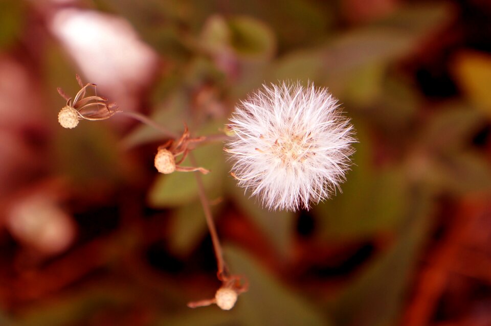 Emotion wildflowers page