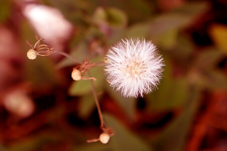 Emotion wildflowers page