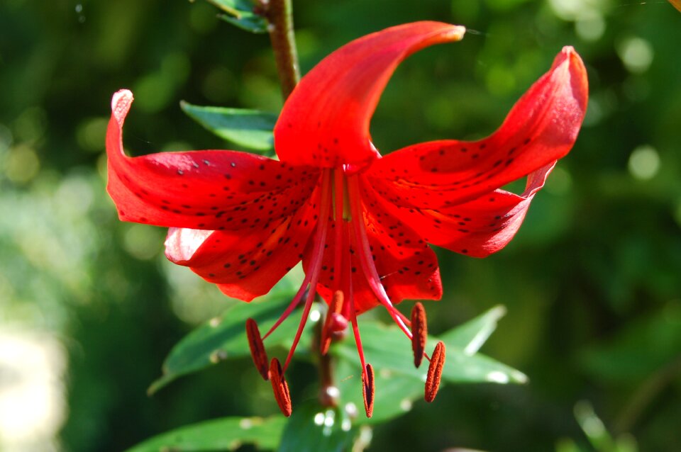 Lily ornamental plants blooming flowers photo