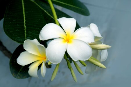 Porcelain flowers white natural