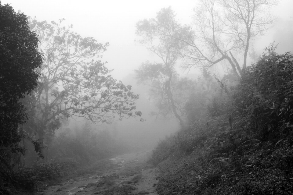 Forest outdoor landscape
