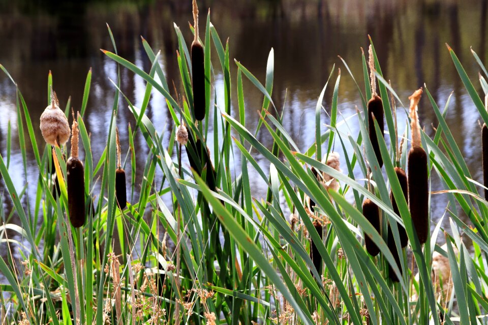 Grass growth australia