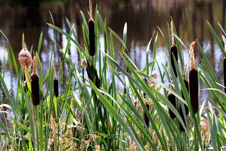 Grass growth australia