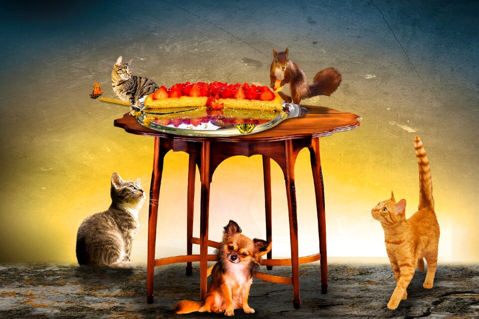 Strawberries strawberry cake cat