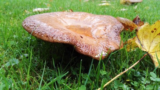 Autumn wet mushroom giant mushroom