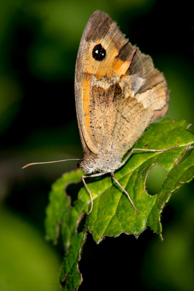 Insect close up macro photo