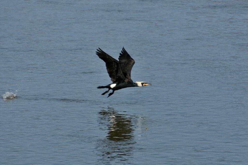 Bird wild birds cormorant
