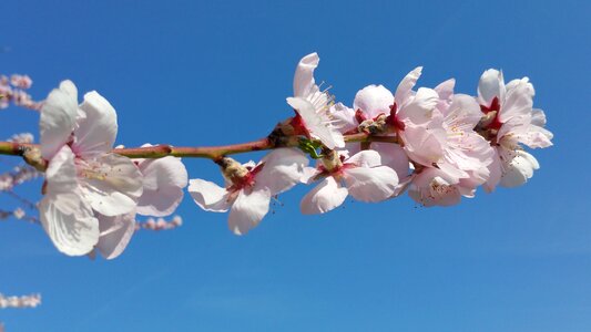 Ornamental cherry blossom bloom