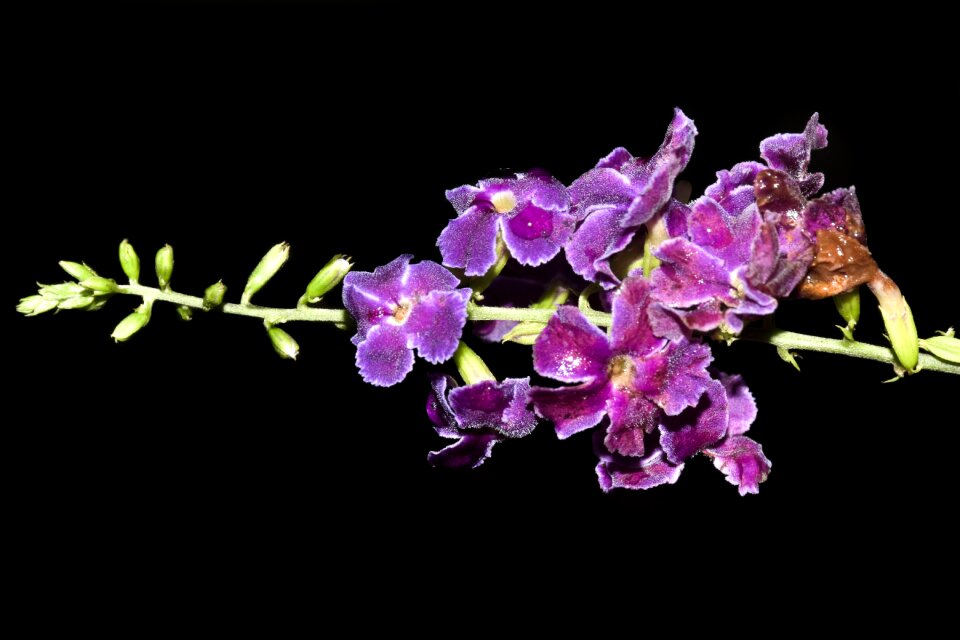 Purple flowers nature plant