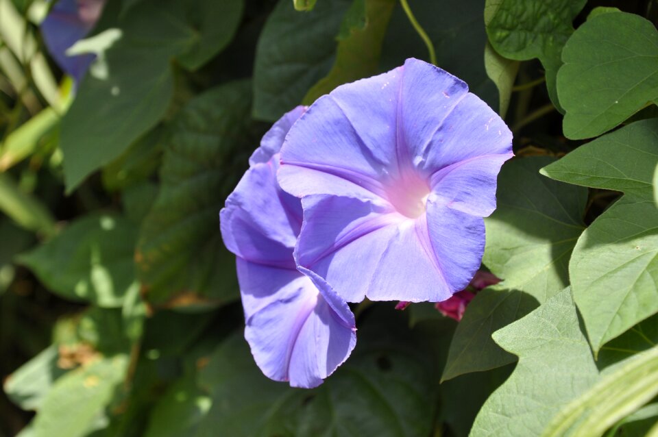 Morning glory flowers sea beautiful flowers petals