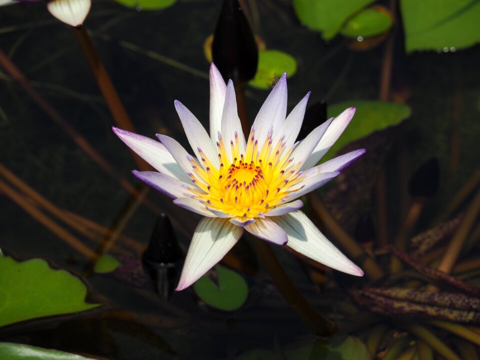 Pond purple nymphaea alba