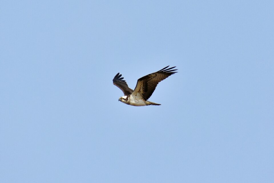Wild birds raptor account