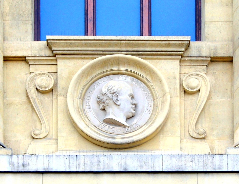Geoffroy st Hilaire 5 médaillon galerie évolution MNHN