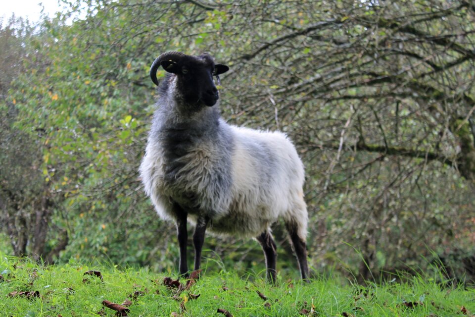 Nature animal sheep
