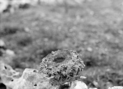 Geology. Petrified bird's nest. An unusual specimen showing marks of eggs LOC matpc.15699